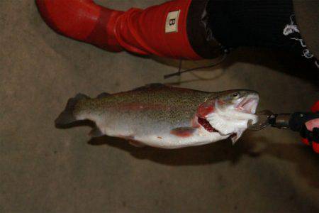 としまえんフィッシングエリア 釣果