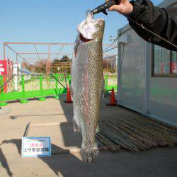 としまえんフィッシングエリア 釣果