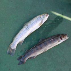 としまえんフィッシングエリア 釣果