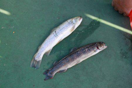 としまえんフィッシングエリア 釣果