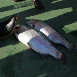 としまえんフィッシングエリア 釣果