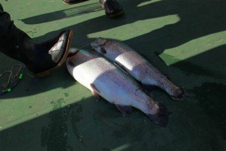 としまえんフィッシングエリア 釣果