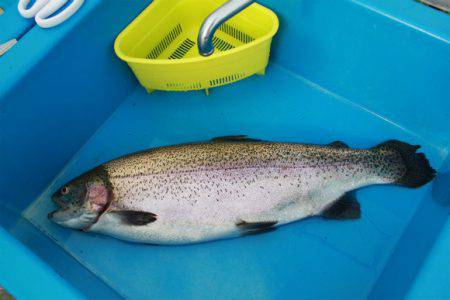 としまえんフィッシングエリア 釣果