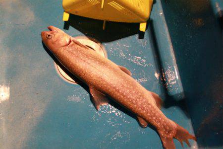 としまえんフィッシングエリア 釣果