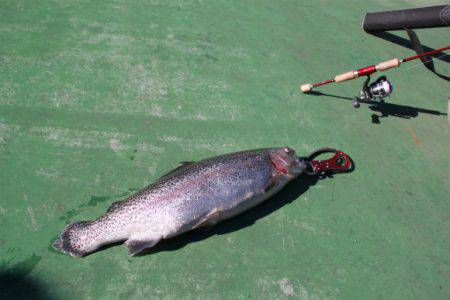 としまえんフィッシングエリア 釣果