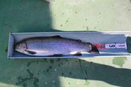 としまえんフィッシングエリア 釣果