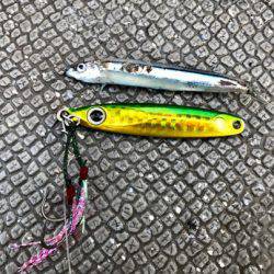 South Current 釣果