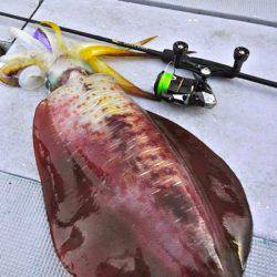 South Current 釣果