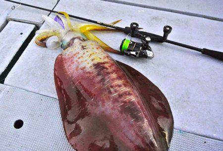 South Current 釣果