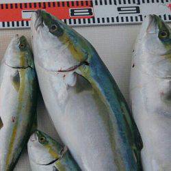 遊漁船　家入 釣果