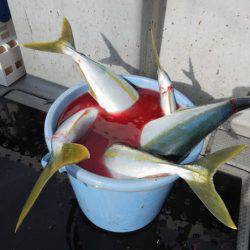 LUSTER『ラスター』 釣果