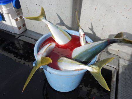 LUSTER『ラスター』 釣果