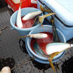 LUSTER『ラスター』 釣果