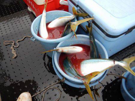 LUSTER『ラスター』 釣果