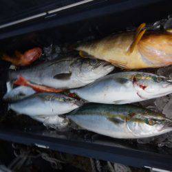 LUSTER『ラスター』 釣果