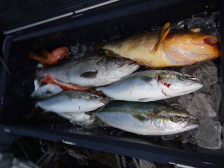 LUSTER『ラスター』 釣果