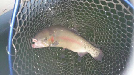 としまえんフィッシングエリア 釣果