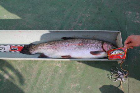 としまえんフィッシングエリア 釣果