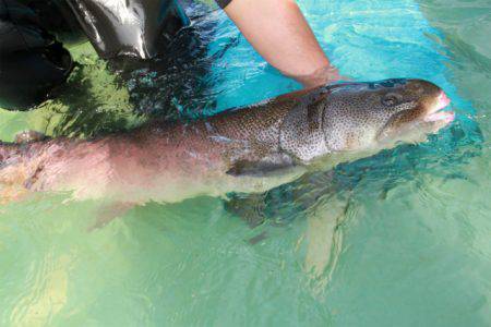 としまえんフィッシングエリア 釣果