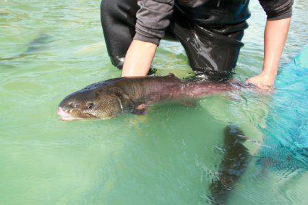 としまえんフィッシングエリア 釣果