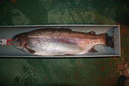 としまえんフィッシングエリア 釣果