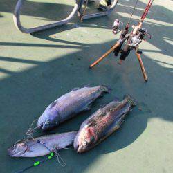 としまえんフィッシングエリア 釣果