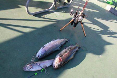 としまえんフィッシングエリア 釣果