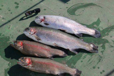 としまえんフィッシングエリア 釣果