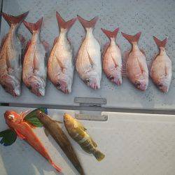 海季丸(みきまる) 釣果