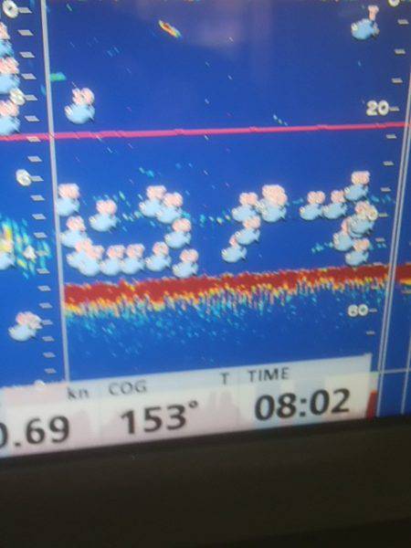海季丸(みきまる) 釣果