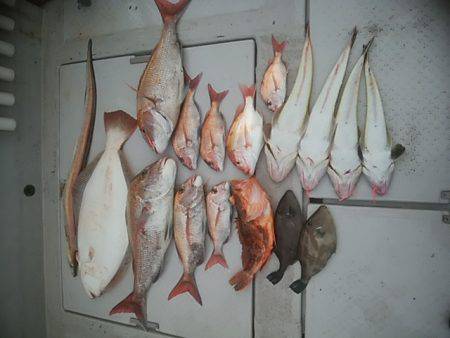 海季丸（みきまる） 釣果