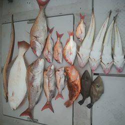 海季丸(みきまる) 釣果