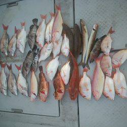 海季丸(みきまる) 釣果