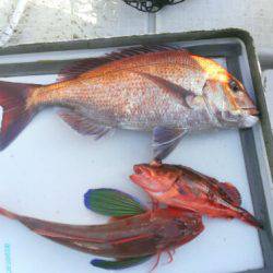 THESEAMAN(ザシーマン) 釣果