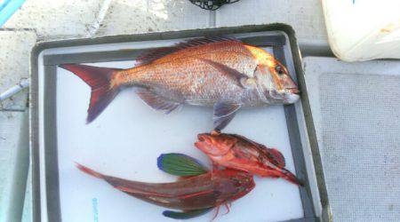 THESEAMAN(ザシーマン) 釣果