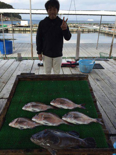 海の釣堀 海恵 釣果