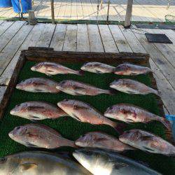 海の釣堀 海恵 釣果