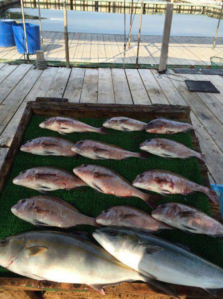海の釣堀 海恵 釣果