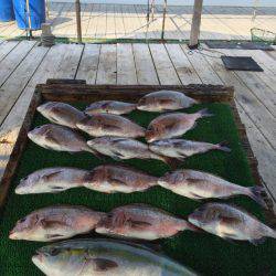 海の釣堀 海恵 釣果