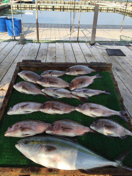 海の釣堀 海恵 釣果