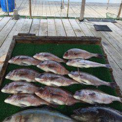海の釣堀 海恵 釣果