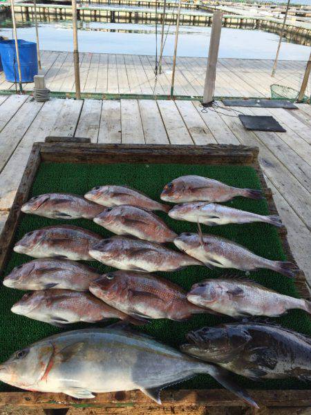 海の釣堀 海恵 釣果