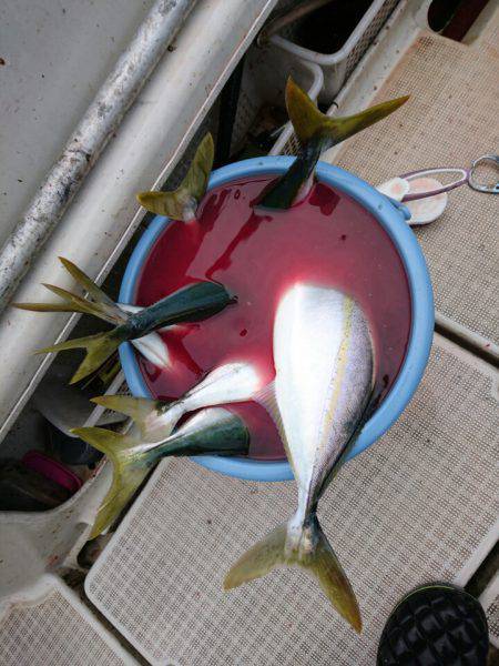 ARCADIAⅡ (アルカディアⅡ) 釣果