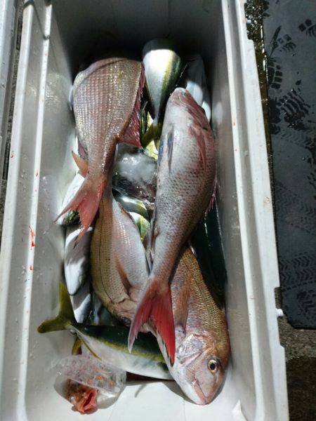 ARCADIAⅡ (アルカディアⅡ) 釣果