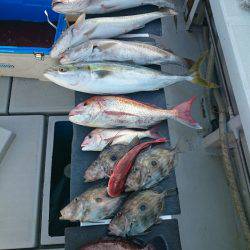 エンペラー 釣果