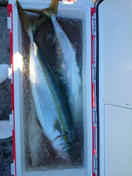 エンペラー 釣果