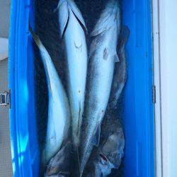 エンペラー 釣果