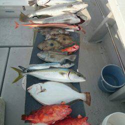 エンペラー 釣果