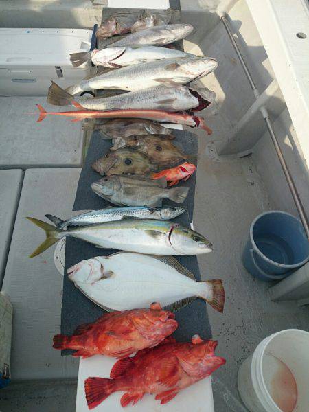 エンペラー 釣果