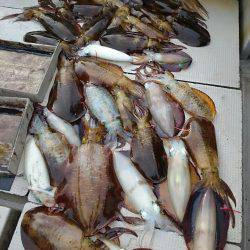 ブルースフィッシングサービス 釣果